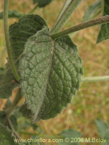 Bild von Mentha aquatica (Hierba buena / Bergamota / Sándalo de agua). Klicken Sie, um den Ausschnitt zu vergrössern.